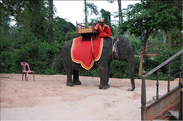 Les animaux des Temples dAngkor. (4)