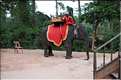 Les animaux des Temples dAngkor. (4)