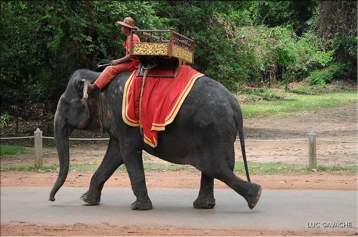 Les animaux des Temples dAngkor. (5)