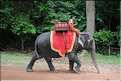 Les animaux des Temples dAngkor. (6)