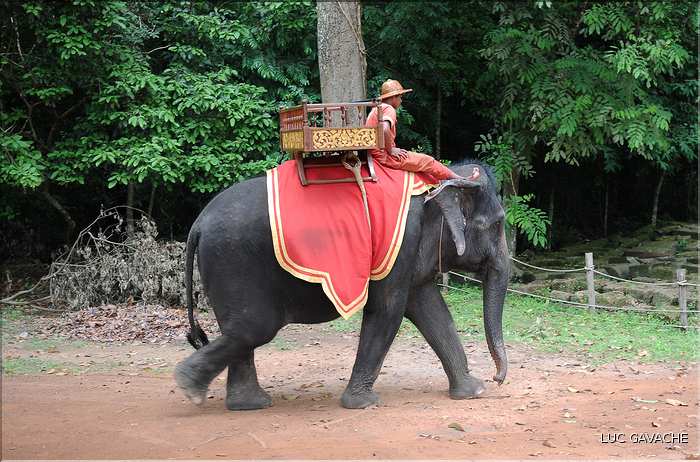 Les animaux des Temples dAngkor. (7)