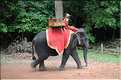 Les animaux des Temples dAngkor. (7)