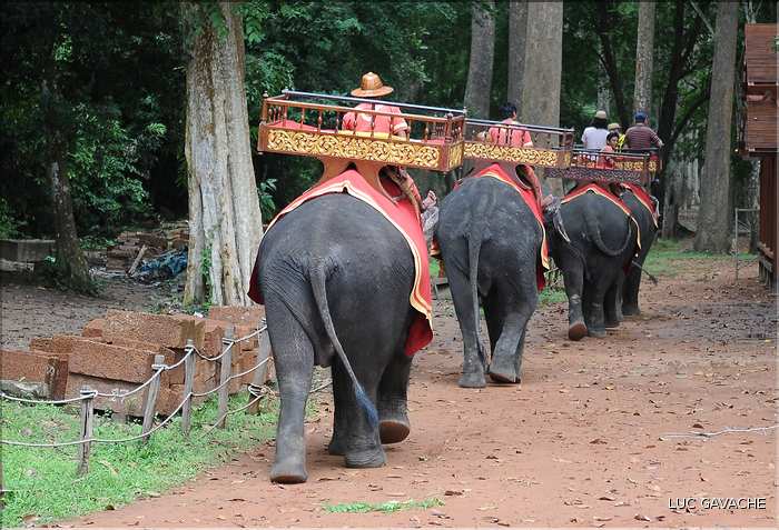 Les animaux des Temples dAngkor. (8)