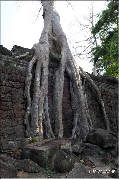 Le temple de Preah Khan fut réalisé par Jayavarman VII à la fin du XI ème siècle. (17)