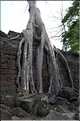 Le temple de Preah Khan fut réalisé par Jayavarman VII à la fin du XI ème siècle. (17)