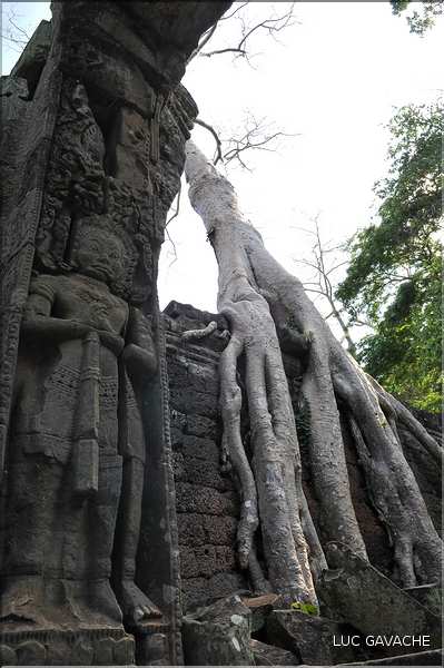 Le temple de Preah Khan fut réalisé par Jayavarman VII à la fin du XI ème siècle. (18)