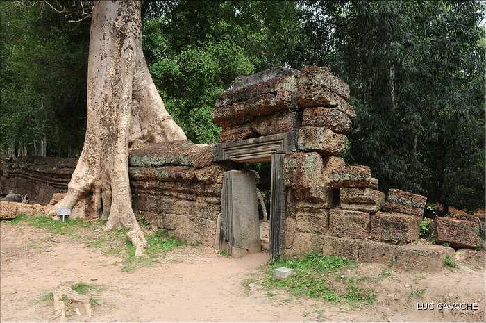 Ta Prohm fut volontairement laissé sous lemprise de la forêt. (1)