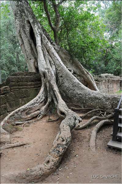 Ta Prohm fut volontairement laissé sous lemprise de la forêt. (2)