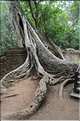 Ta Prohm fut volontairement laissé sous lemprise de la forêt. (2)
