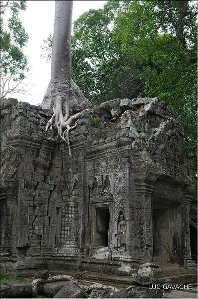Ta Prohm fut volontairement laissé sous lemprise de la forêt. (3)