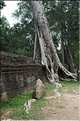 Ta Prohm fut volontairement laissé sous lemprise de la forêt. (4)