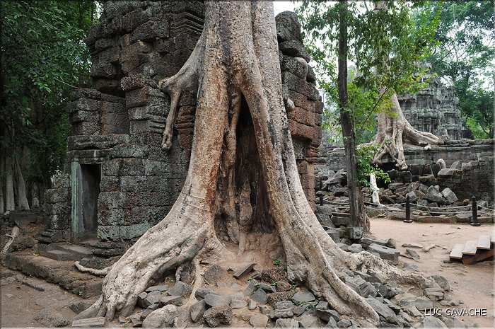 Ta Prohm fut volontairement laissé sous lemprise de la forêt. (5)