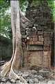Ta Prohm fut volontairement laissé sous lemprise de la forêt. (6)