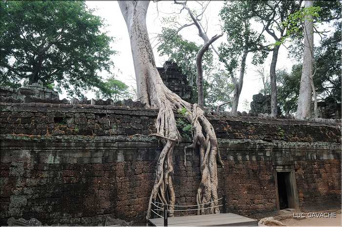 Ta Prohm fut volontairement laissé sous lemprise de la forêt. (7)