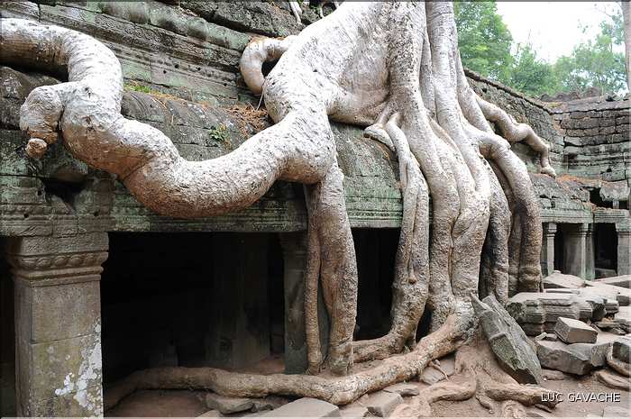 Ta Prohm fut volontairement laissé sous lemprise de la forêt. (10)