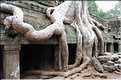 Ta Prohm fut volontairement laissé sous lemprise de la forêt. (10)