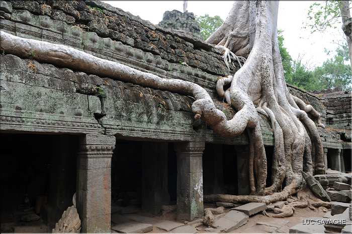 Ta Prohm fut volontairement laissé sous lemprise de la forêt. (11)