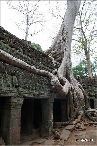 Ta Prohm fut volontairement laissé sous lemprise de la forêt. (12)