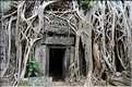 Ta Prohm fut volontairement laissé sous lemprise de la forêt. (16)