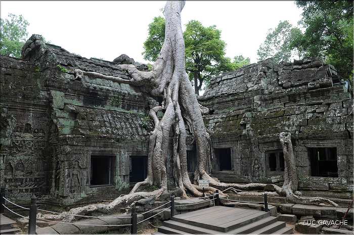 Ta Prohm fut volontairement laissé sous lemprise de la forêt. (24)