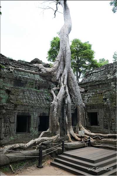 Ta Prohm fut volontairement laissé sous lemprise de la forêt. (25)