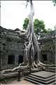 Ta Prohm fut volontairement laissé sous lemprise de la forêt. (25)