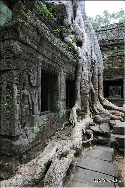 Ta Prohm fut volontairement laissé sous lemprise de la forêt. (26)