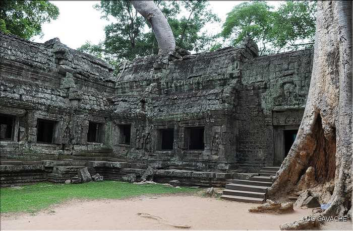 Ta Prohm fut volontairement laissé sous lemprise de la forêt. (27)