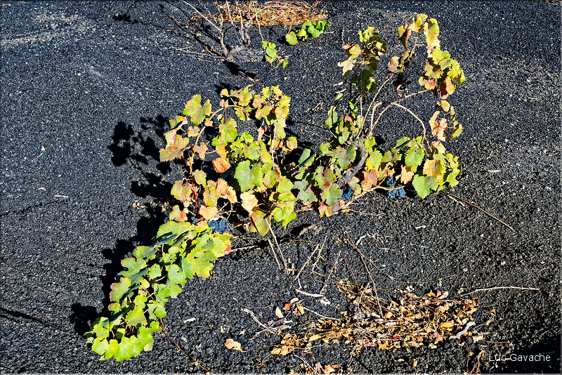 ... mais aussi replanté notamment d'arbres fruitiers, mais de vignes, puisque les vins de la région sont renommés. (3)