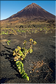 ... mais aussi replanté notamment d'arbres fruitiers, mais de vignes, puisque les vins de la région sont renommés. (4)