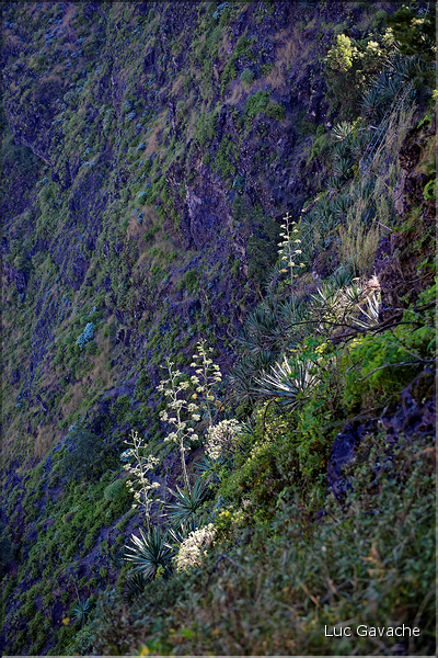 La vallée de Paul depuis le Pico da Cruz sur la route de l'Estrada da Corda. (6)