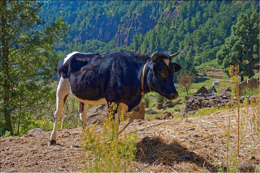 Le cratère de Cova sur l'Estrada da Corda est un haut lieu de l'agriculture insulaire. (15)