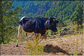 Le cratère de Cova sur l'Estrada da Corda est un haut lieu de l'agriculture insulaire. (15)