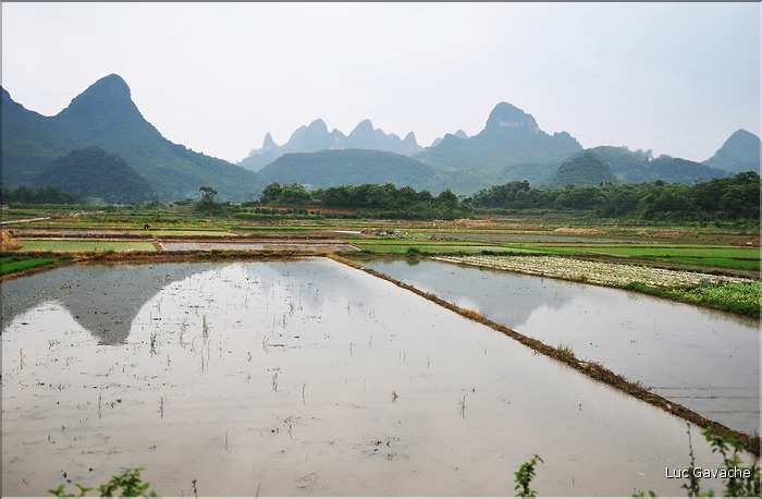 Rizières dans les environs de Guilin. (1)