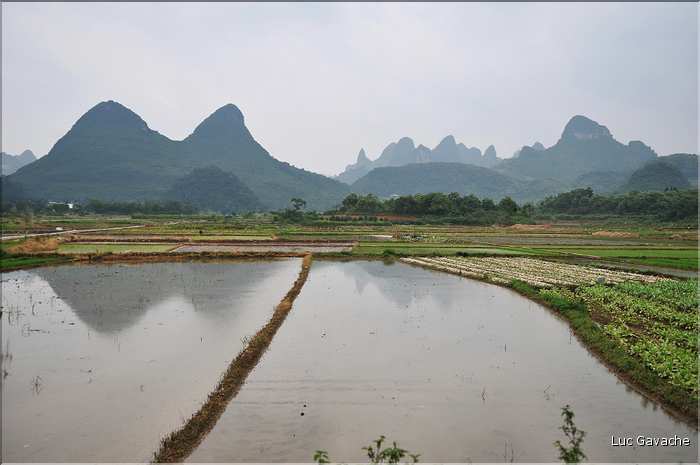 Rizières dans les environs de Guilin. (2)
