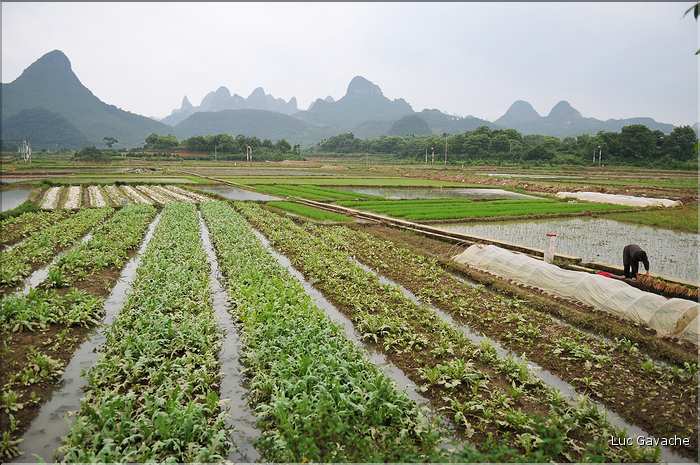 Rizières dans les environs de Guilin. (3)