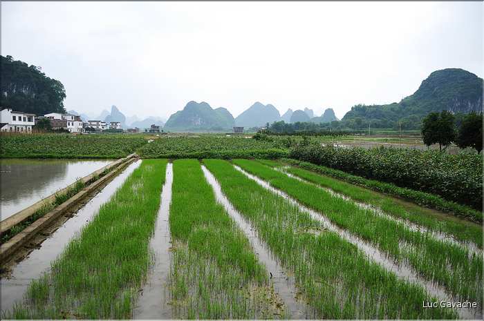 Rizières dans les environs de Guilin. (5)