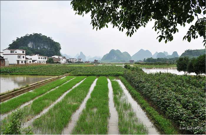 Rizières dans les environs de Guilin. (6)