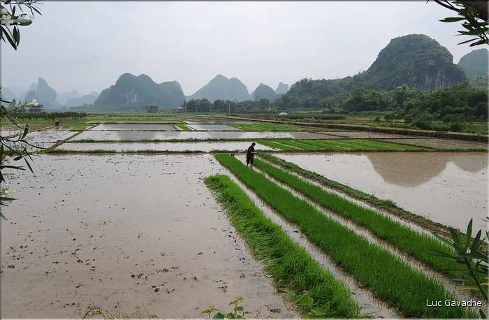 Rizières dans les environs de Guilin. (8)