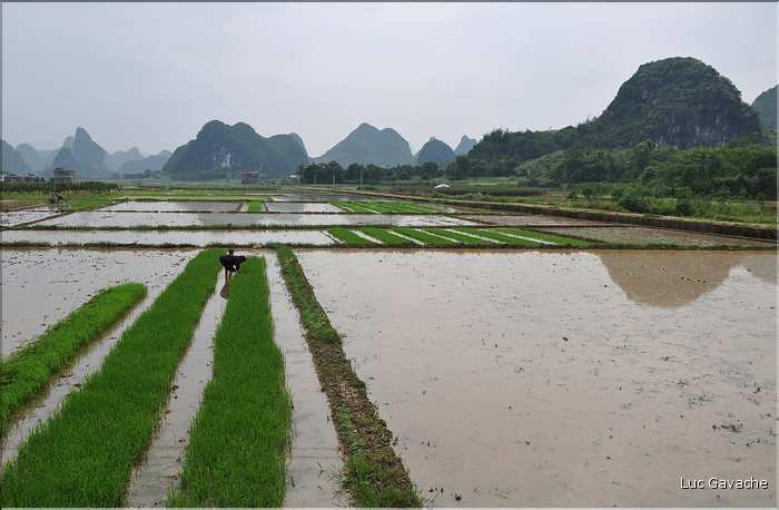 Rizières dans les environs de Guilin. (9)