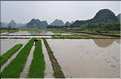 Rizières dans les environs de Guilin. (9)