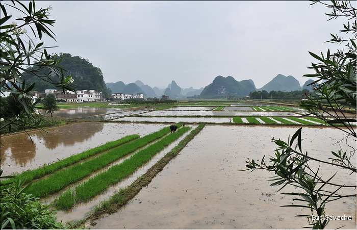 Rizières dans les environs de Guilin. (10)