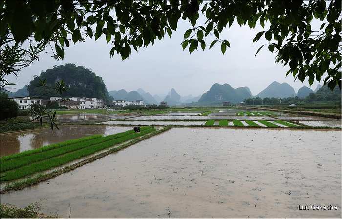 Rizières dans les environs de Guilin. (12)