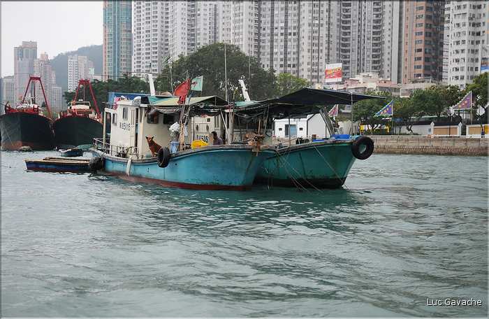 L'ancien port de Aberdeen abrite encore une petite flotte de pêche. Hong Kong. (4)