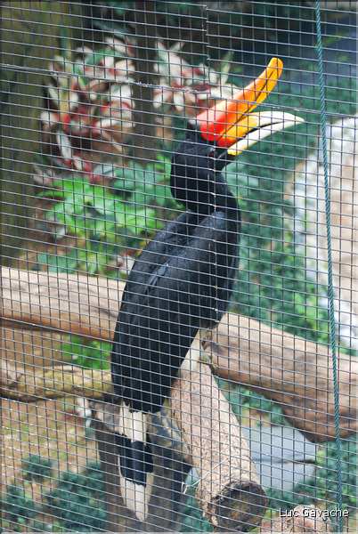 Au centre de Hong Kong, le parc Rowldown possède de nombreux animaux. (1)