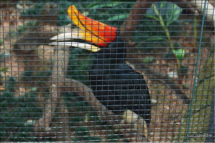 Au centre de Hong Kong, le parc Rowldown possède de nombreux animaux. (2)