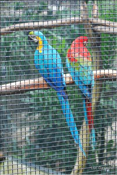 Au centre de Hong Kong, le parc Rowldown possède de nombreux animaux. (3)