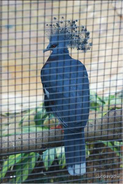Au centre de Hong Kong, le parc Rowldown possède de nombreux animaux. (4)
