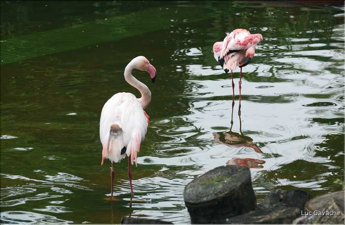 Au centre de Hong Kong, le parc Rowldown possède de nombreux animaux. (5)