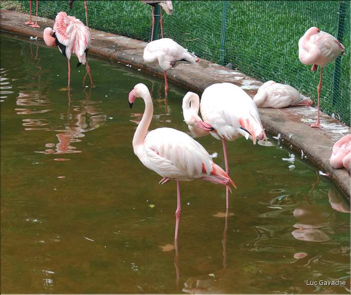 Au centre de Hong Kong, le parc Rowldown possède de nombreux animaux. (6)
